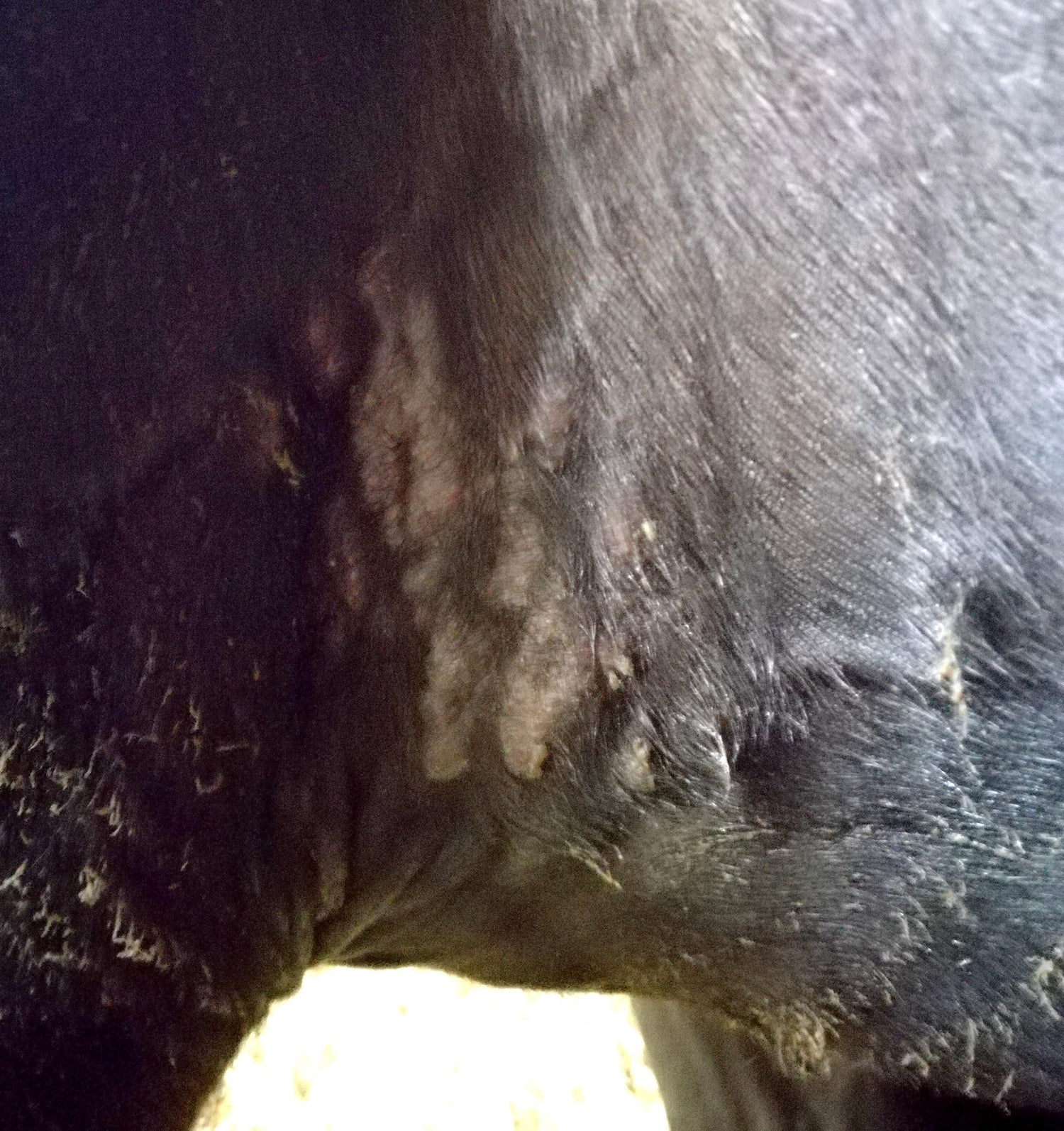 Hautpilz beim Pferd: erkennen, behandeln und vorbeugen
