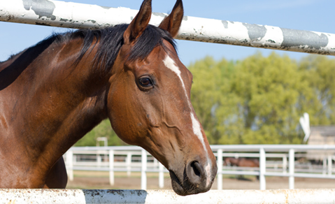 Desinfektionsmittel und Doping im Pferdesport
