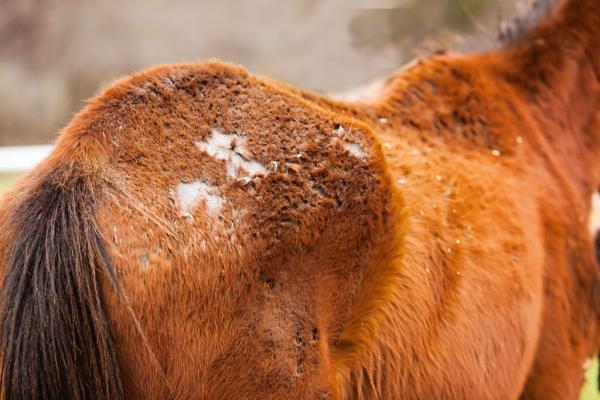 Regenekzem beim Pferd: Alles über Dermatophilose